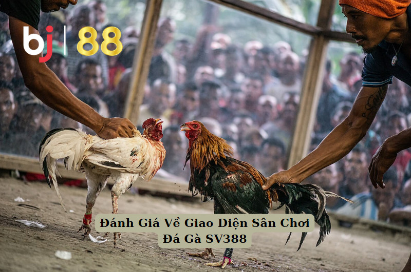 Đánh Giá Về Giao Diện Sân Chơi Đá Gà SV388