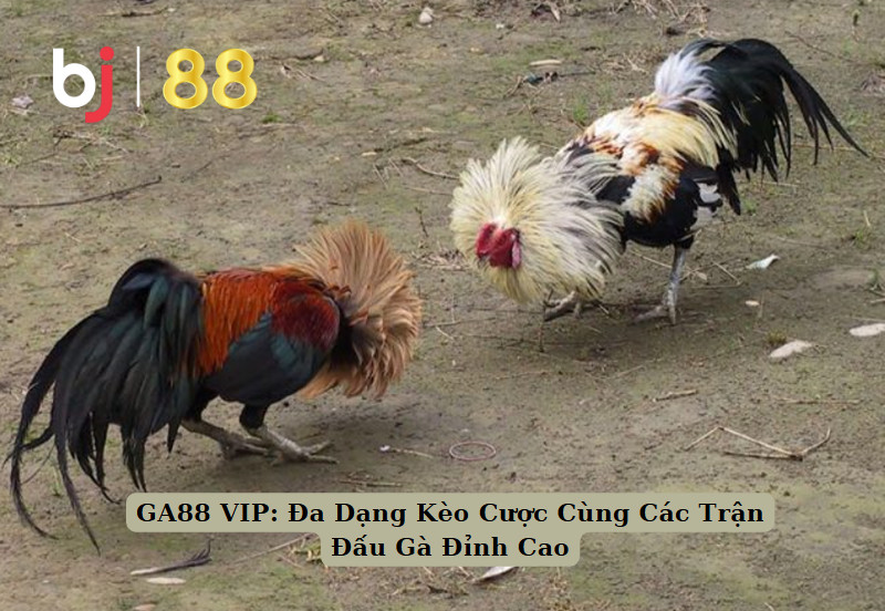 GA88 VIP: Đa Dạng Kèo Cược Cùng Các Trận Đấu Gà Đỉnh Cao