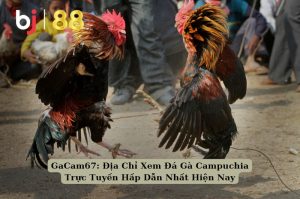 GaCam67: Địa Chỉ Xem Đá Gà Campuchia Trực Tuyến Hấp Dẫn Nhất Hiện Nay