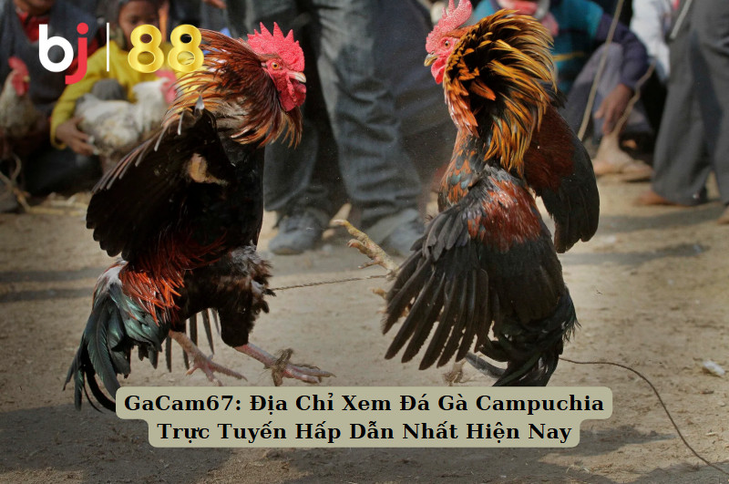 GaCam67: Địa Chỉ Xem Đá Gà Campuchia Trực Tuyến Hấp Dẫn Nhất Hiện Nay