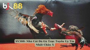 đá gà SV388