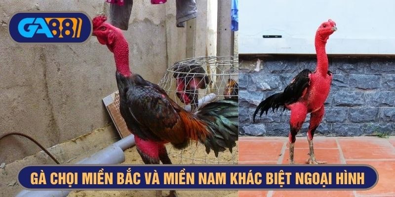 Ngoại hình gà chọi miền Bắc và miền Nam