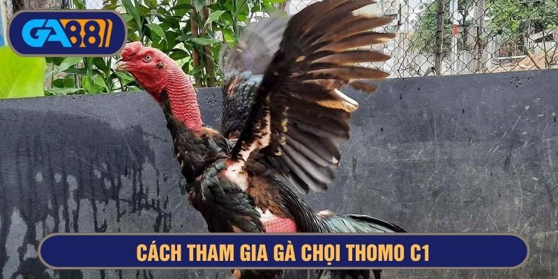 Chọn gà tham gia Thomo C1