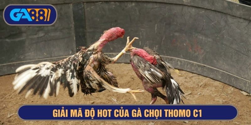 giải mã độ hot gà chọi thomo c1