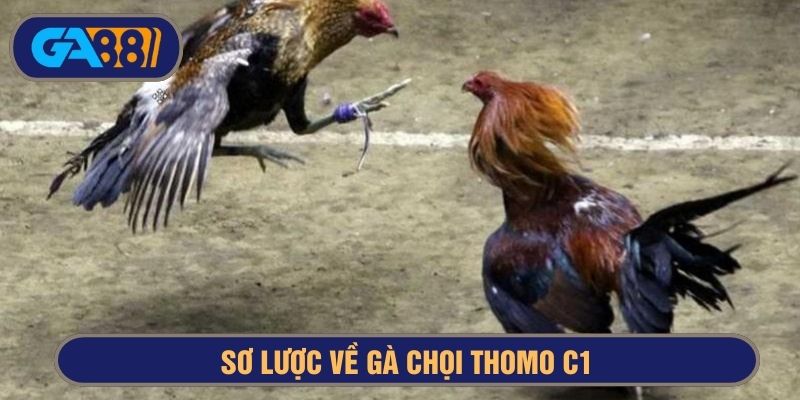 sơ lược gà chọi thomo c1
