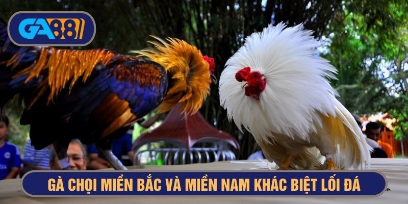 Lối đánh của gà miền Bắc và miền nam