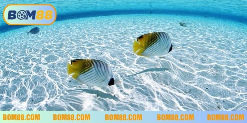 Nằm mơ thấy cá đang bơi trong nước là điềm báo tốt đẹp may mắn