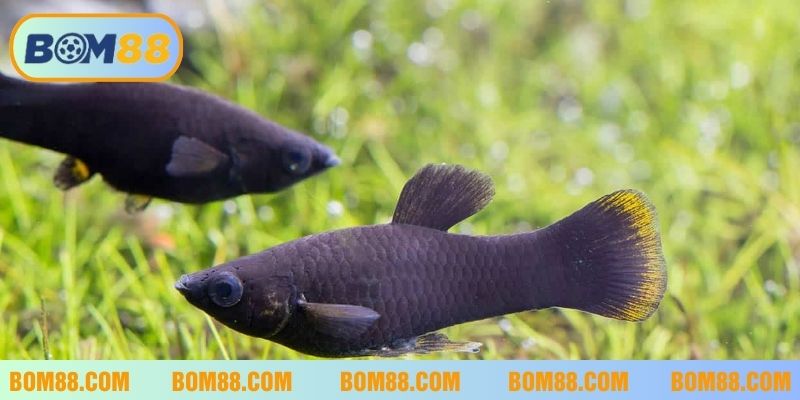 Chiêm bao thấy cá nhảy lên bờ là điều không may, cần cẩn thận