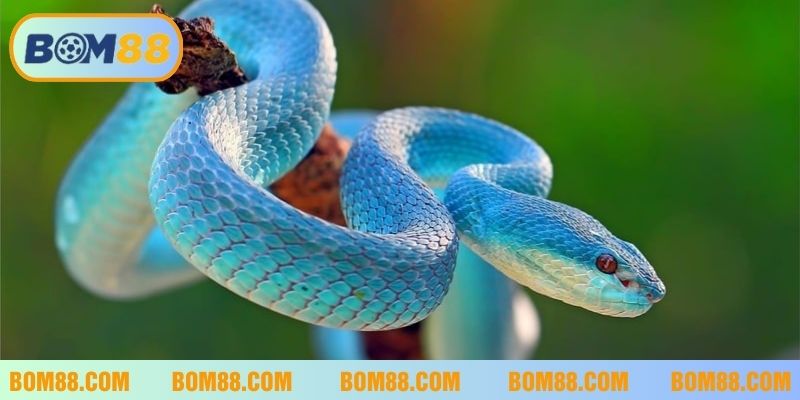 Nằm mơ thấy rắn theo quan niệm tâm linh thường là điềm tốt