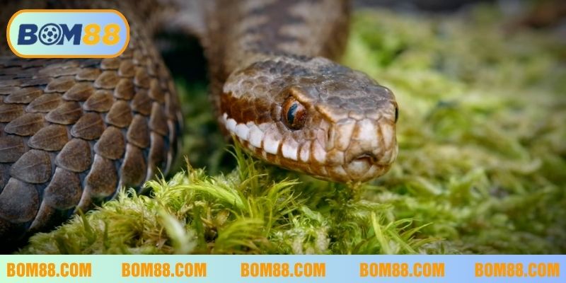 Thấy mình bị rắn cắn là điềm báo về những mối nguy hiểm