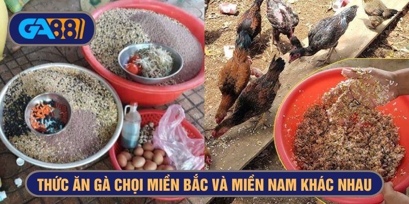 thức ăn gà chọi miền Bắc và miền Nam
